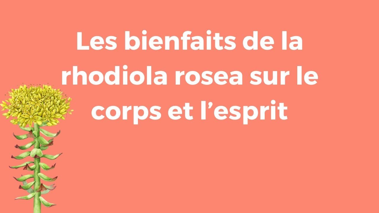 Les bienfaits de la rhodiola rosea sur le corps et l’esprit