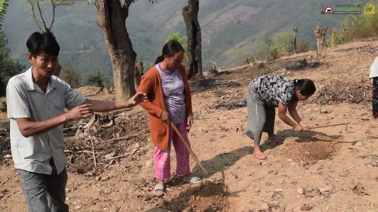 ISFD of Eri & Oak Tasar Silk in Kiphire District Nagaland