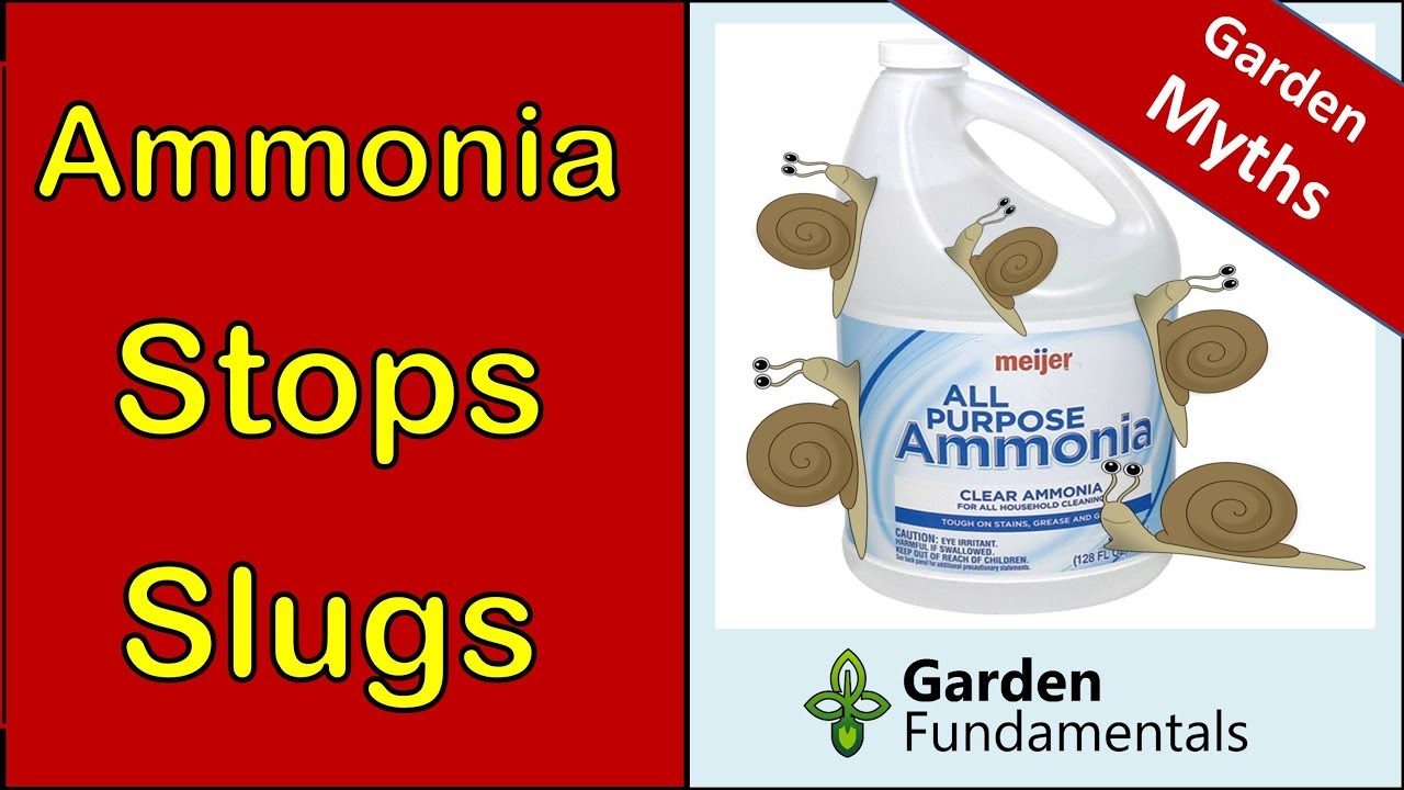 Ammonia Slug Spray 🐌🐌🐌 Compare Three Different Methods