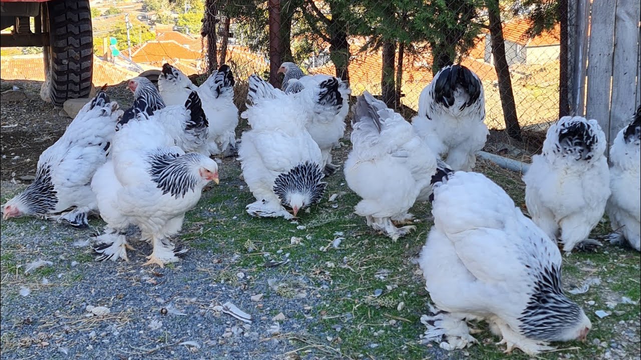 Light Brahma Tavuk ve Horozlarımın Genel Durumu