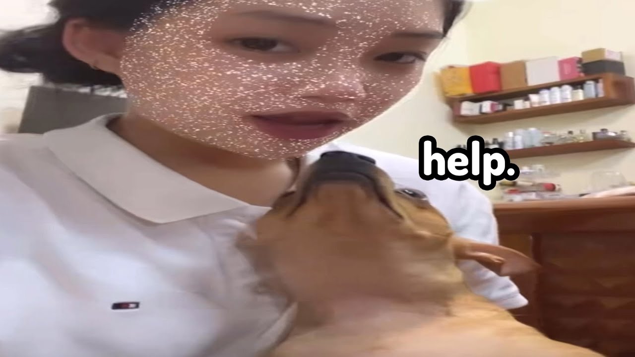 Khi bạn cho chó chơi tik tok: