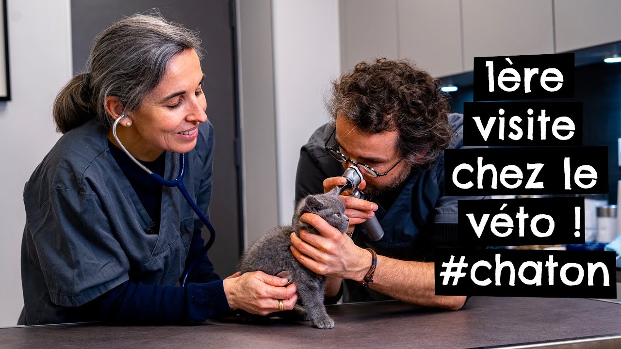 Première visite chez le véto ! #chaton 🐱