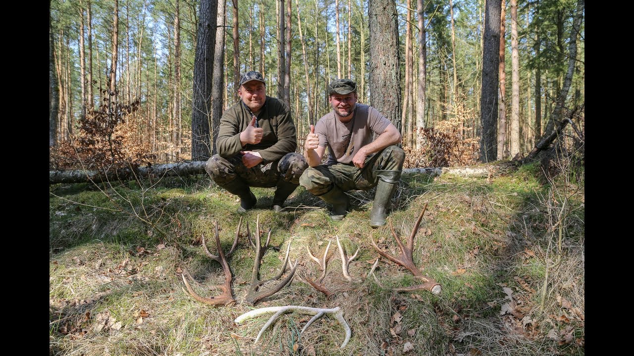 Zrzuty jeleni - 6 sztuk przepiękne tyki podczas wspólnej wyprawy.