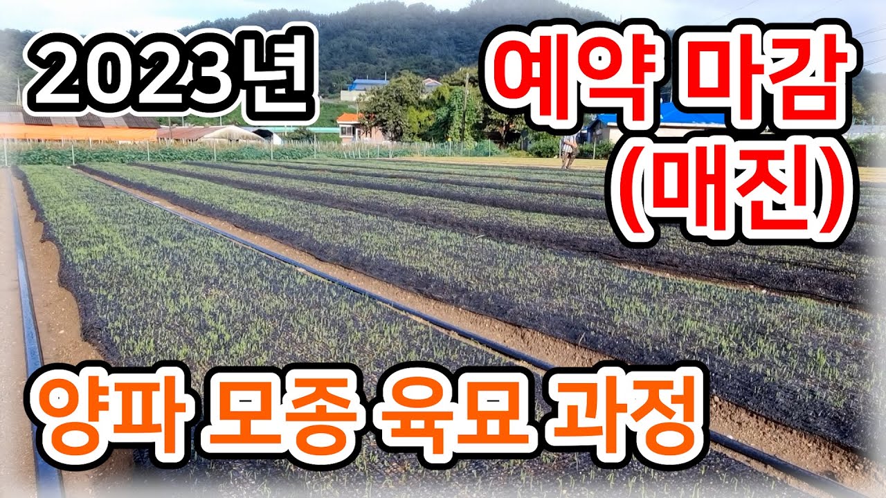 [매진/예약 종료] 2023년 양파 모종 육묘 과정 - 소농 농사일기