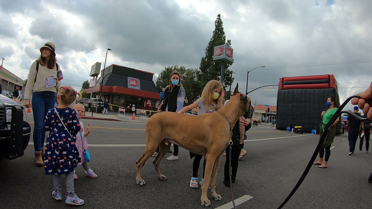 Cash 2.0 Great Dane at the town street fair (part 5)