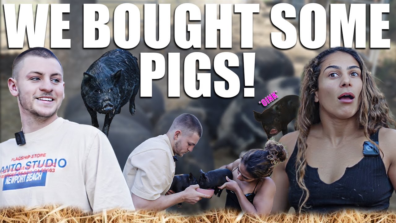 Мы только что купили свиней для фермы!