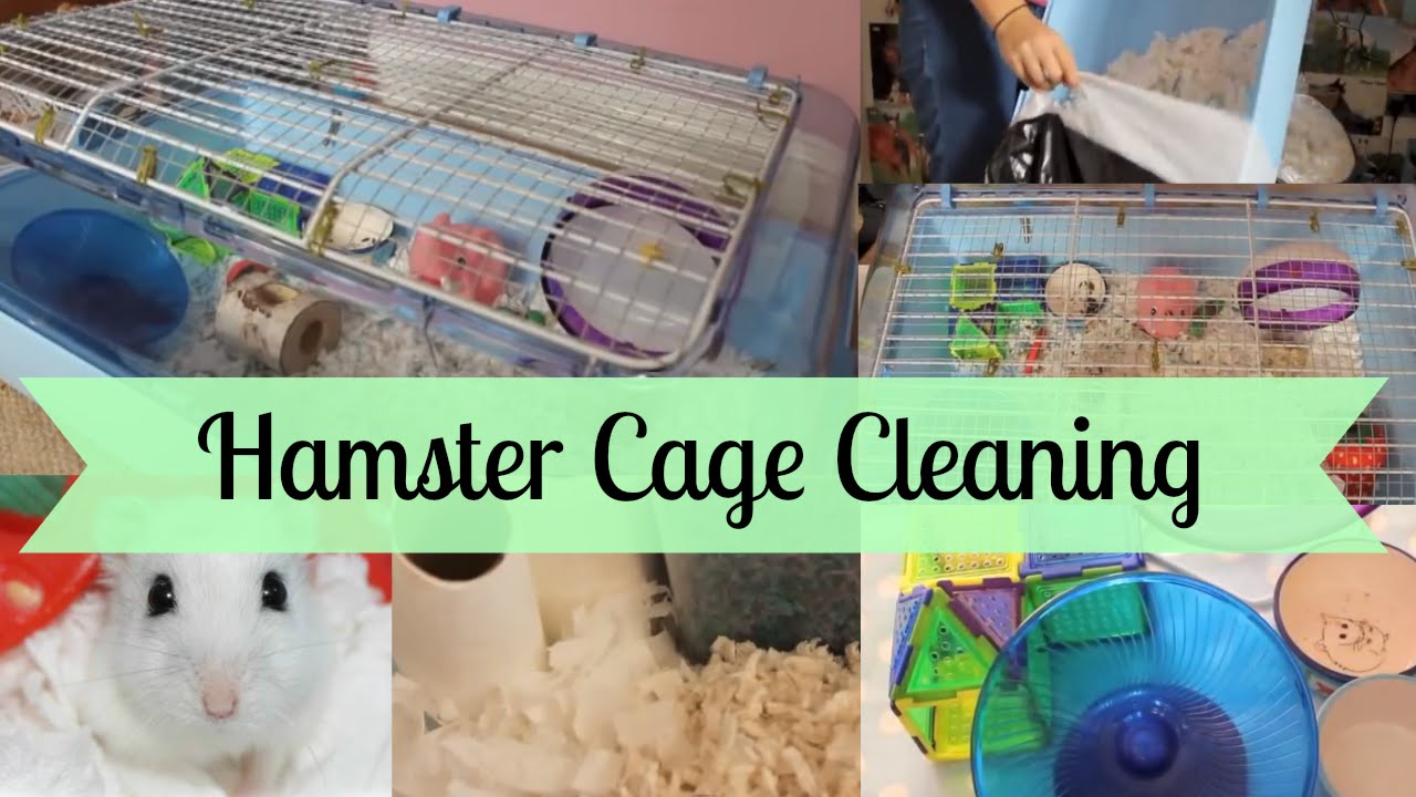 How To Clean A Hamster Cage | Hamster HorsesandCats