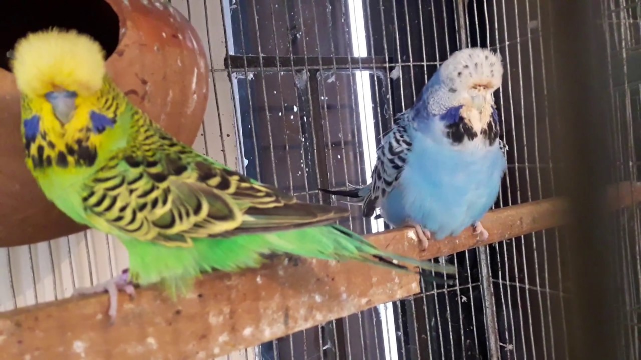 English Budgies Mating (How to breed English budgies