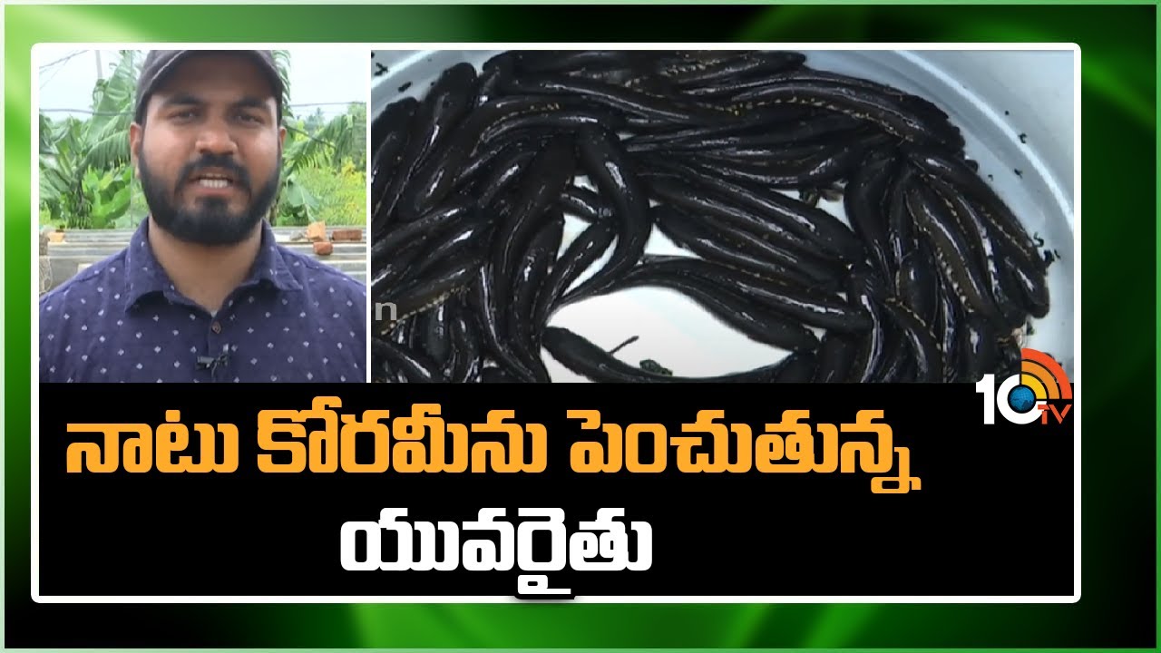Naatu Korameenu | నాటు కోరమీను పెంచుతున్న యువరైతు | Matti Maninshi | 10TV News