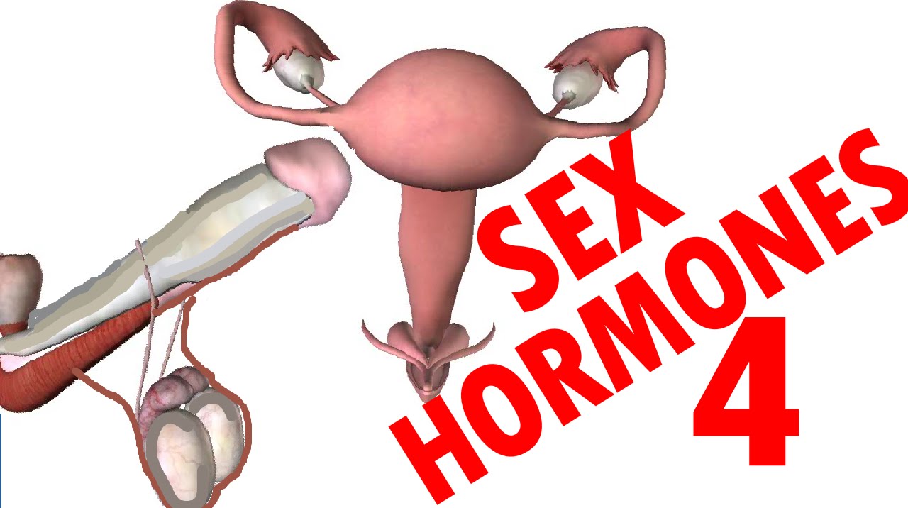 Sex Hormones - Testosterone & Estrogen - Endocrine System #4