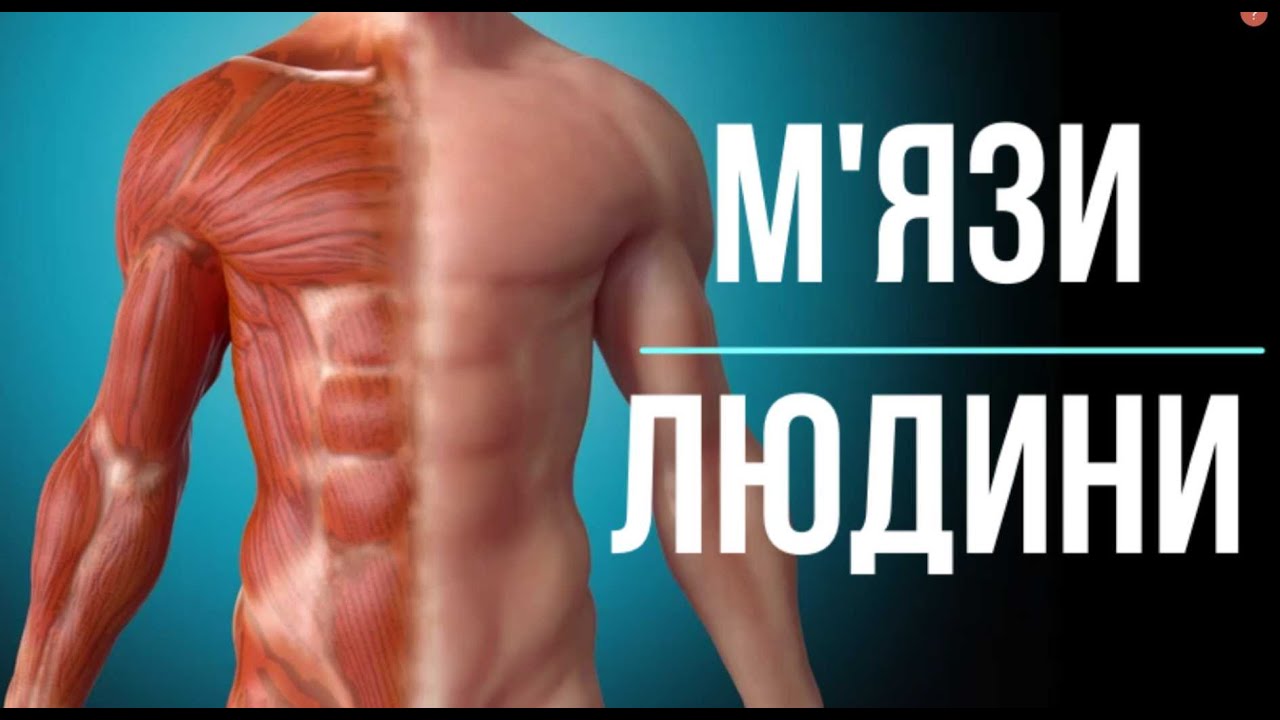 М'язи / Будова м'язів / Робота м'язів.