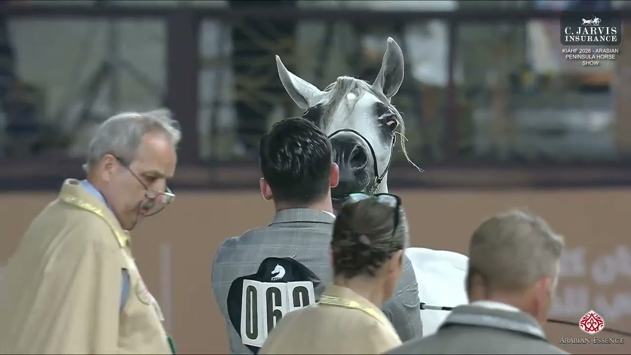 N.62 ALJOWHARA ABHER - KIAHF 2026 - Arabian Peninsula Horse Show - Junior Fillies 2 Years Old