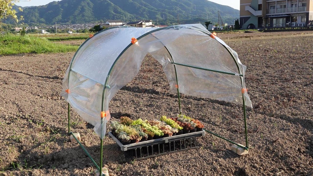 #44【５分でできる100均雨よけハウス】梅雨の長雨対策。100均やホームセンターでお手軽につくれます。大きさも自由自在。コンパクト収納!多肉植物。