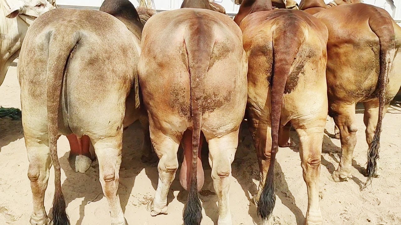 Eisi Chez Bohat He Kaam Nazar Ati Hain - Vip Heavy Bull | Multan Cow Mandi | | SS Tv |