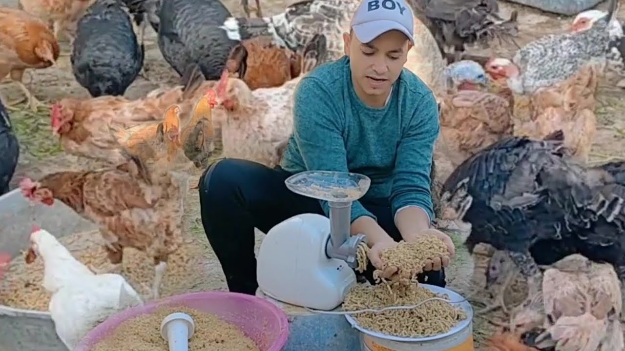 صناعة الأعلاف فى المنزل تركيبة علف متكاملة فيها كل العناصر الغذائية المطلوبة لتسمين الطيور بارخص تمن