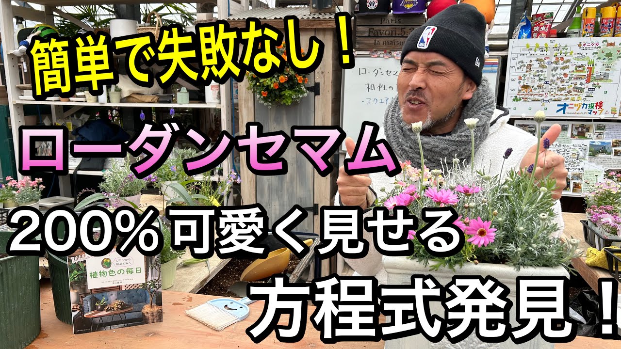 【寄せ植え】ローダンセマムをもっとかわいく植える方程式！『３Aｂｃｄ＋』とは？