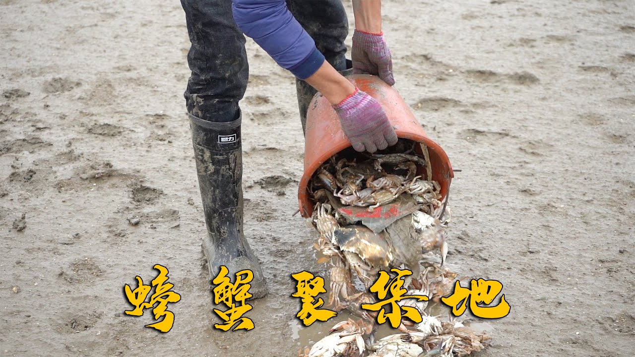 大潮后阿烽赶海竟发现螃蟹聚集地，一路就没有停过，直接爆桶了