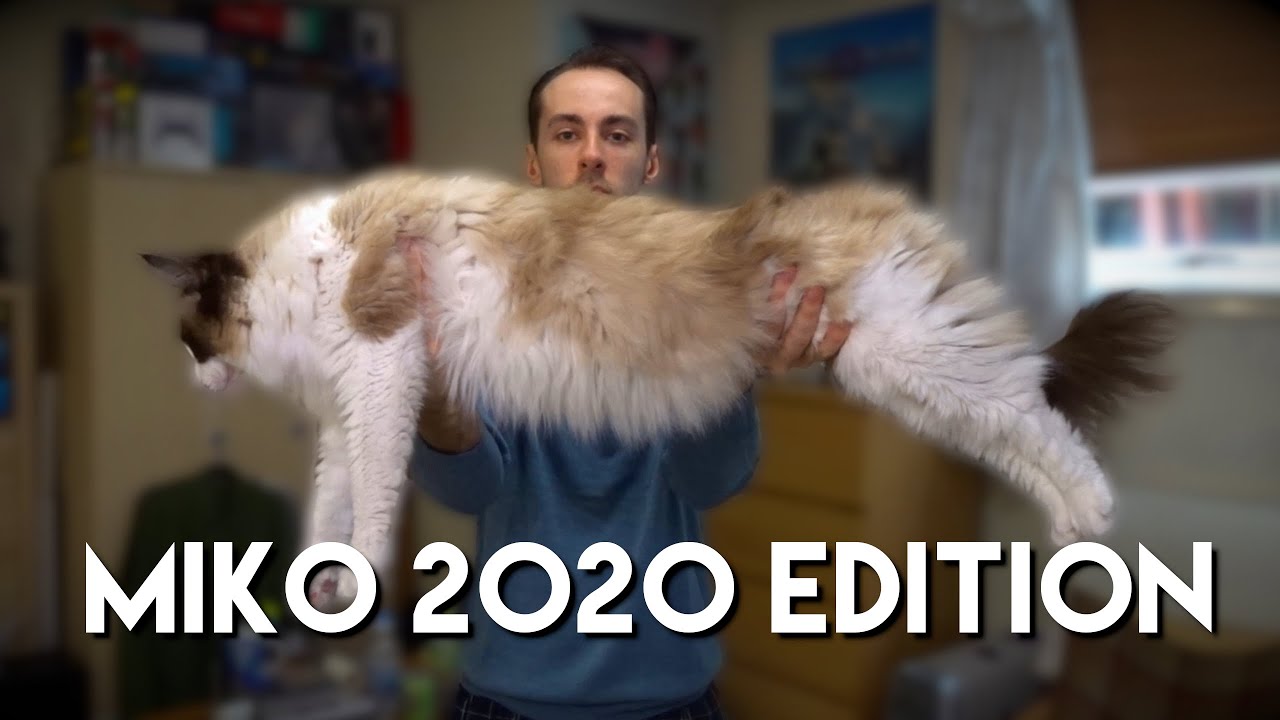 Reviewing My Own Cat