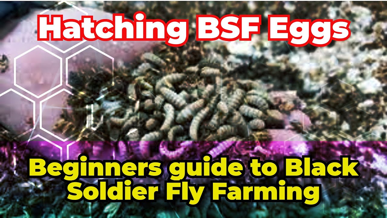 Hatching BSF Eggs - Black Soldier Fly Eggs Hatching Guide