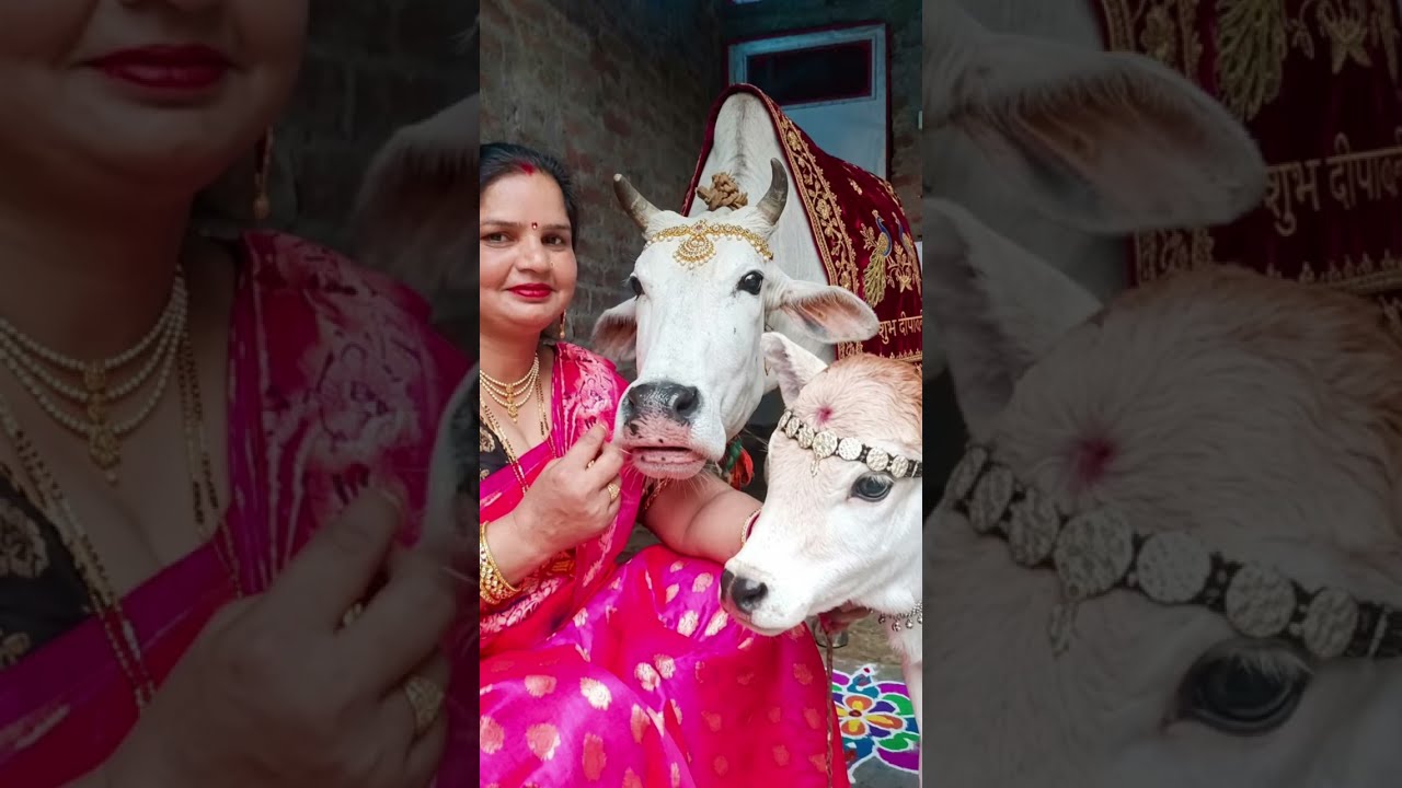 जय गौ माता जय माँ गायत्री #viral#trending#cow#youtube#gaytri cow hardoi #hardoi