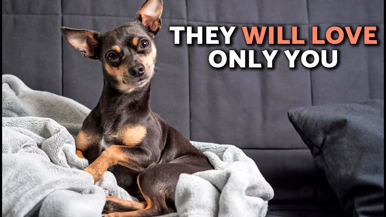 10 ПРЕИМУЩЕСТВ жизни с миниатюрным пинчером 🐶 Это собака не для всех ❤️🐾