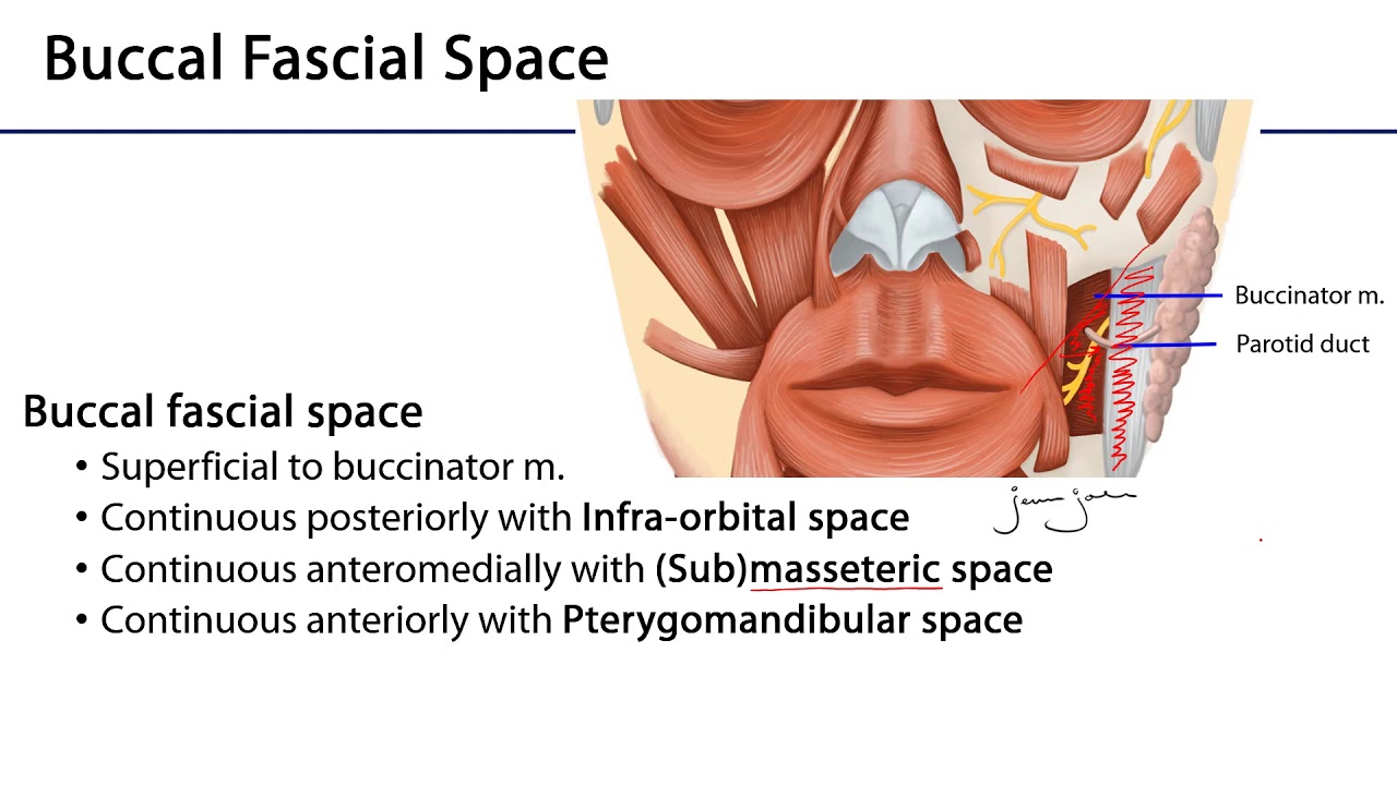 Face LO - Fascial Spaces