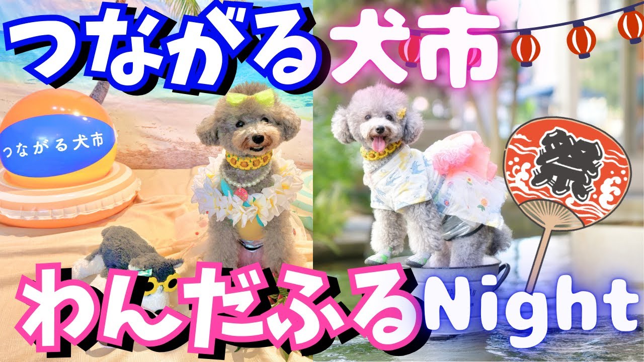 無印良品で犬イベント開催！【つながる犬市】夜は【わんだふるNight】2か所のイベント行ってきた！㏌大阪吹田・箕面