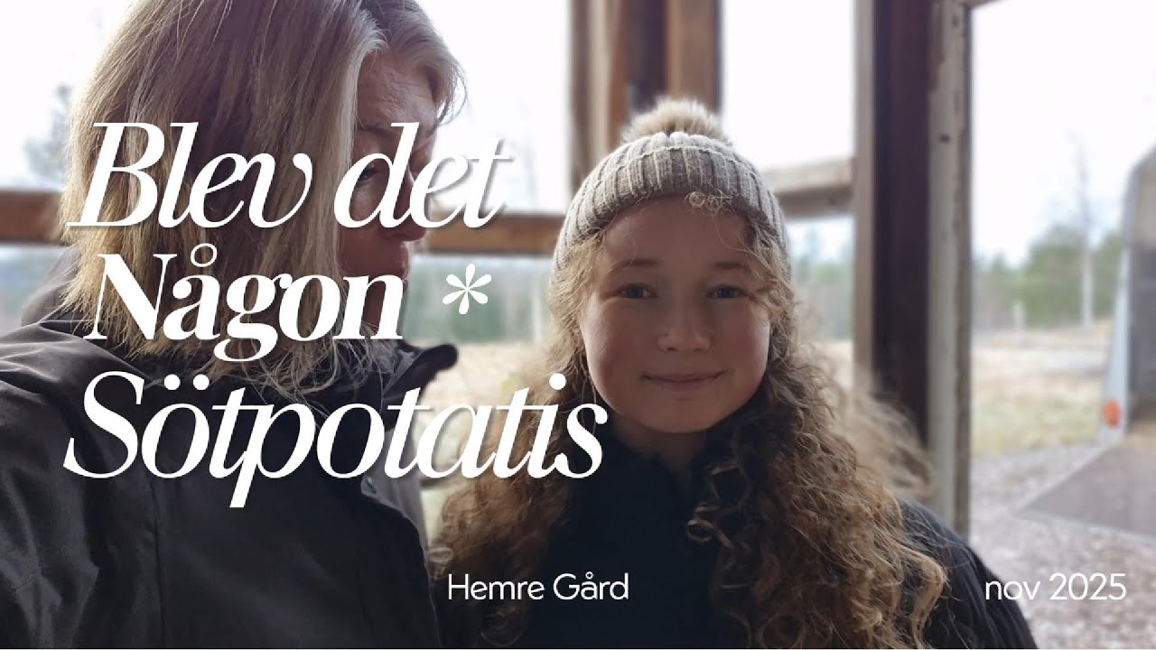 Odla sötpotatis