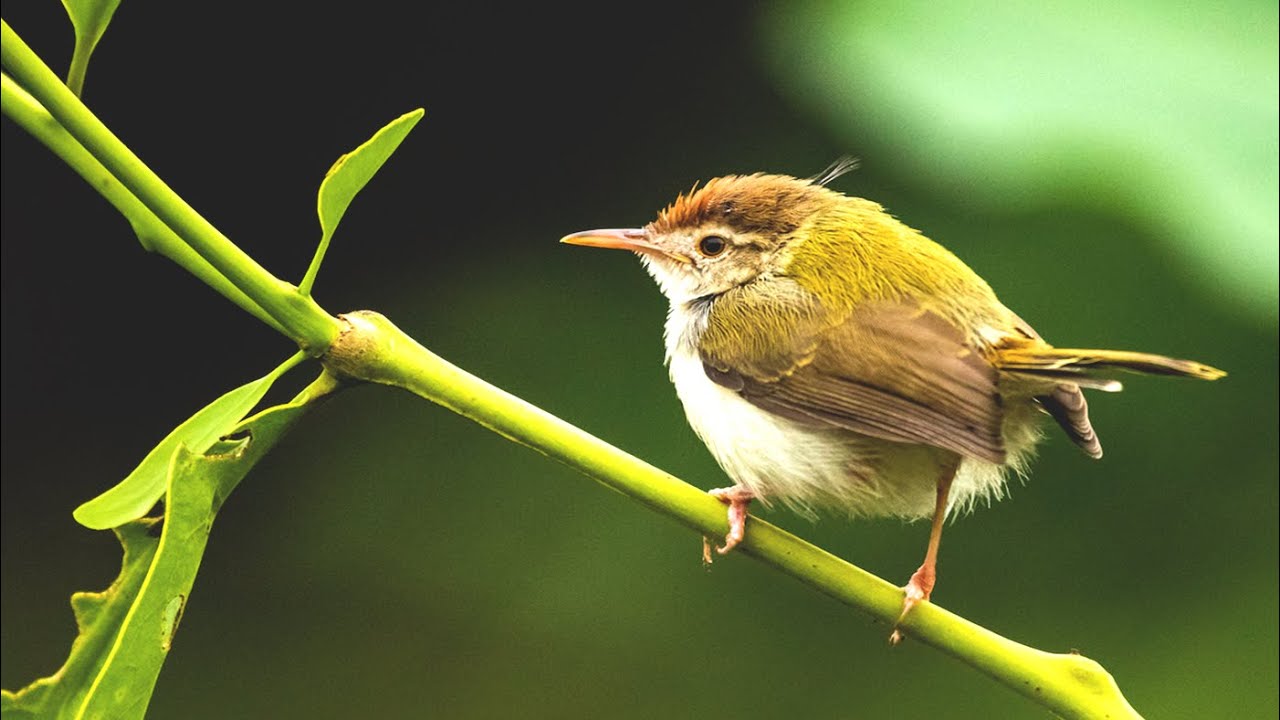 🦜Beautiful Relaxing Music with Bird Sounds