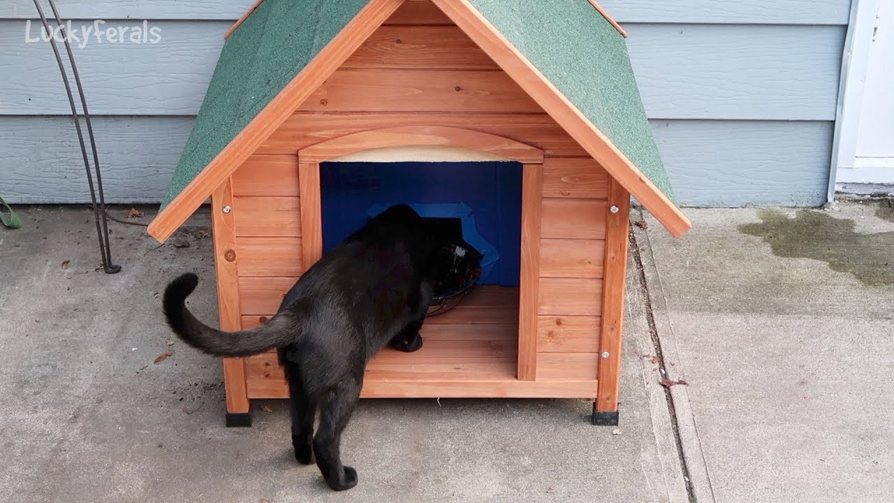 New Raccoon Proof Automatic Feral Cat Feeder Setup And Construction