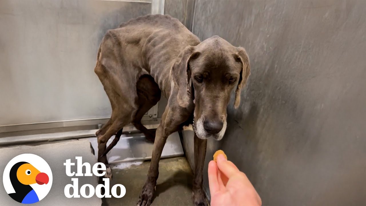 Emaciated Great Dane Gets Rescued Just In Time | The Dodo