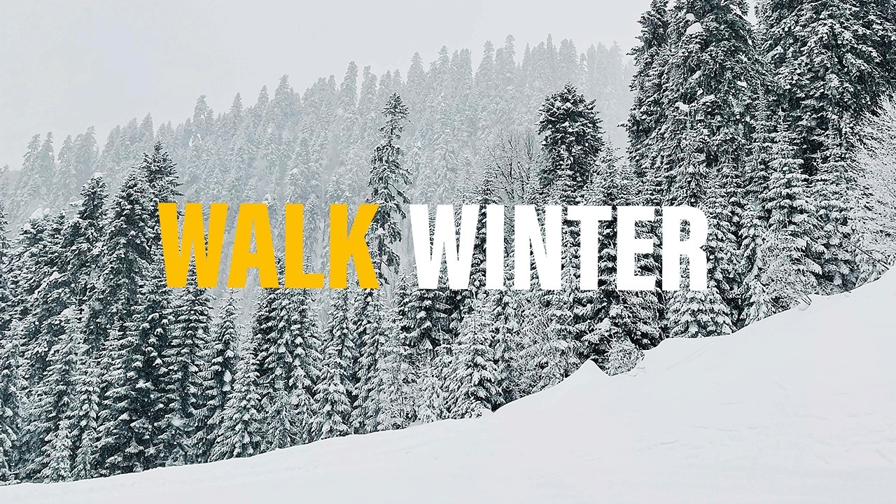 Quiet Forest Trails: A Solitary Snow Walk