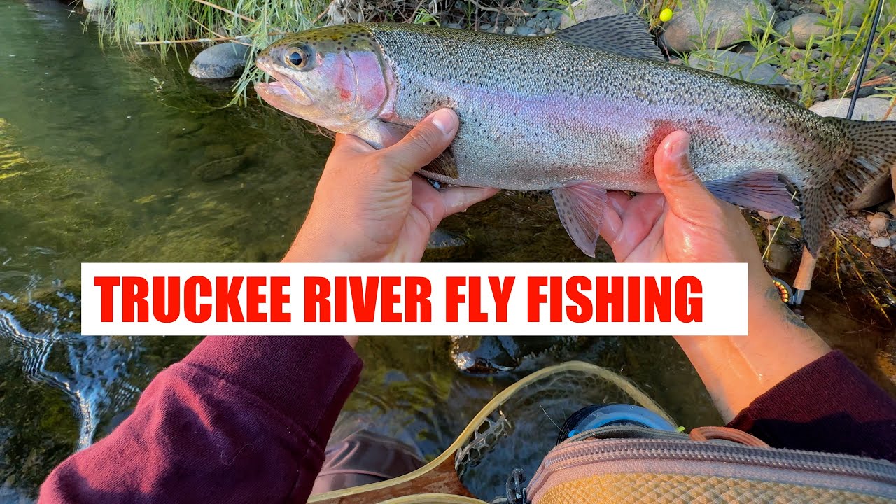 Truckee River Fly Fishing with Guarantee Tips to Catch Trout!