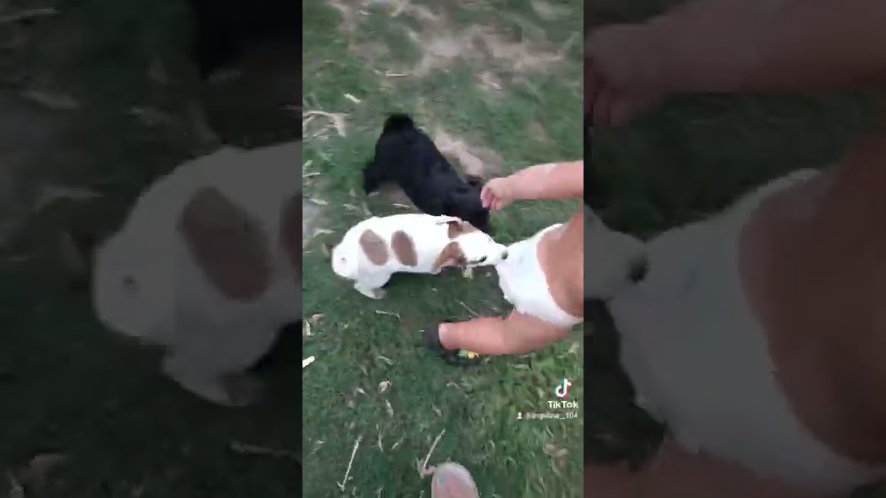 Нападение 🤣😍#интересно#короткие#видео#собаки#дети