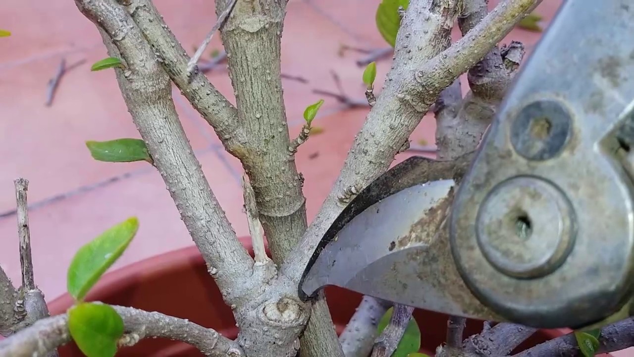 Podando Hibiscus pacific y trasplante 3 trucos basicos de poda/el ratillo de juan valentín
