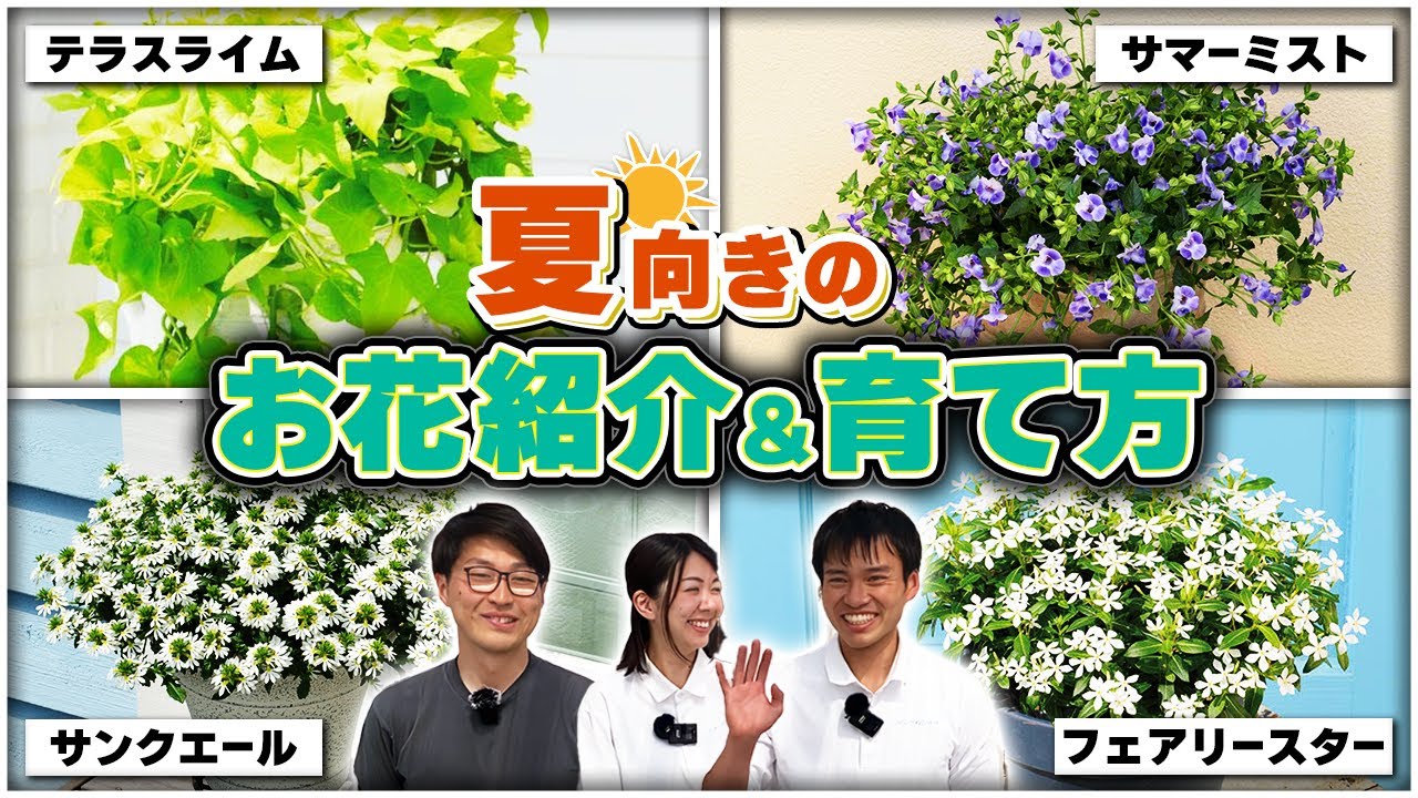 夏ガーデニングにオススメ！サントリー商品の育て方