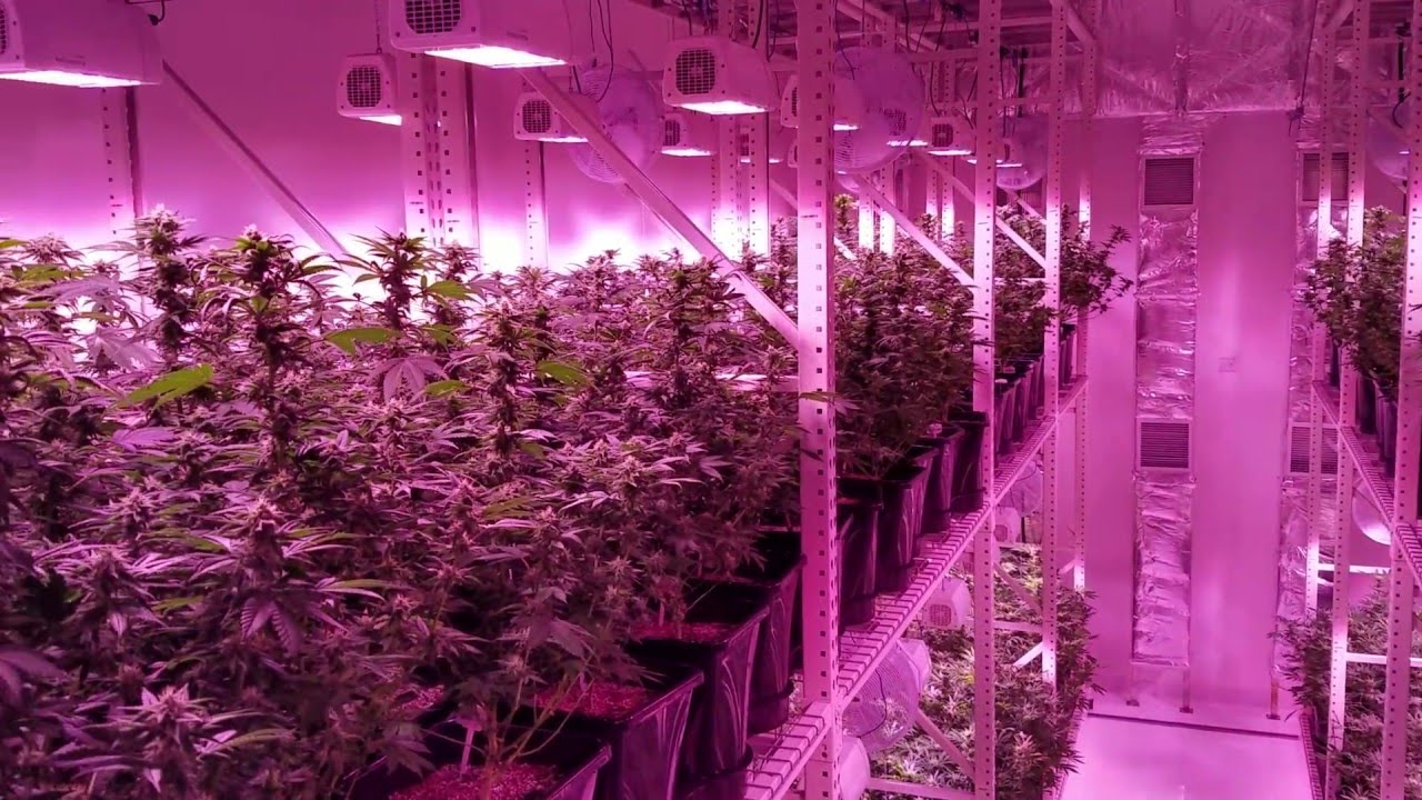 American Cannabis Company Grows In SoHum Living Soils