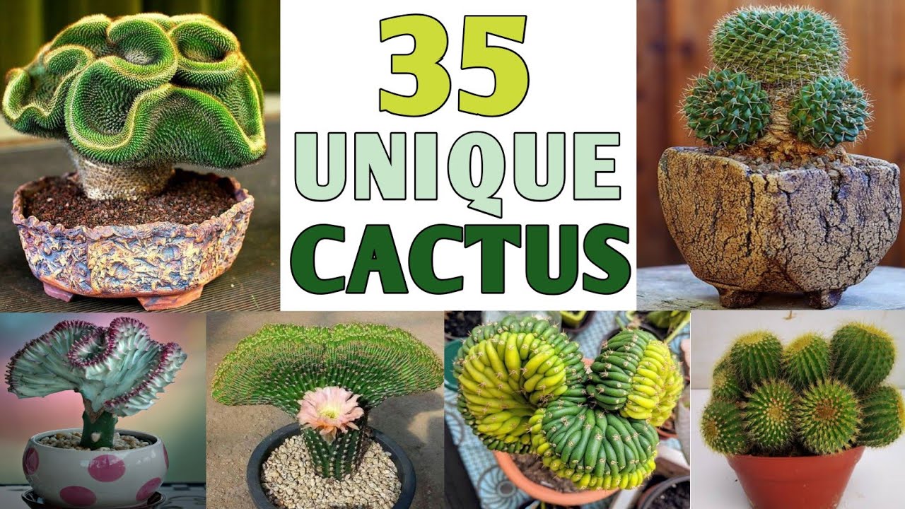 35 Unique Cactus Plants | Rare and Unique Cactus Plants with Identification | Plant and Planting