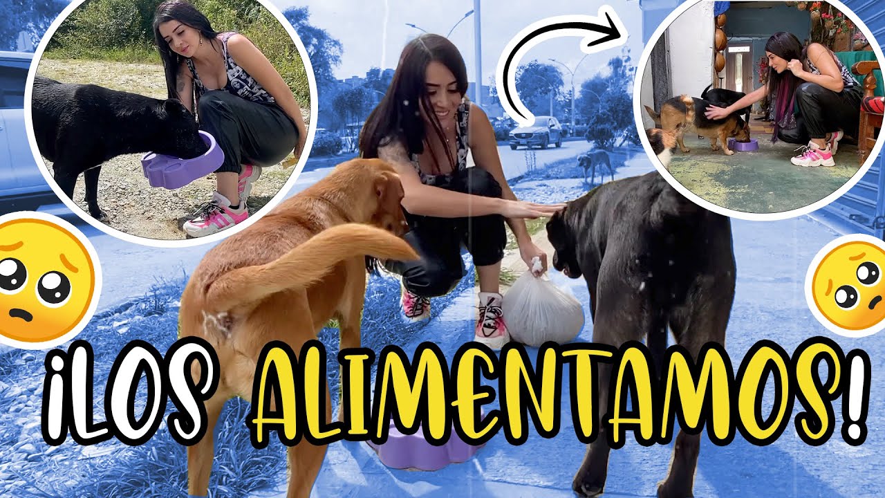 Alimentando perros callejeros