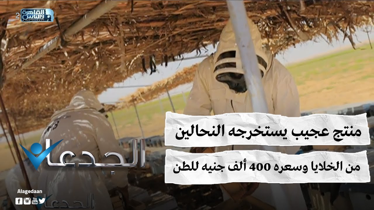 منتج عجيب يستخرجه النحالين من الخلايا وسعره ٤٠٠ ألف جنيه للطن