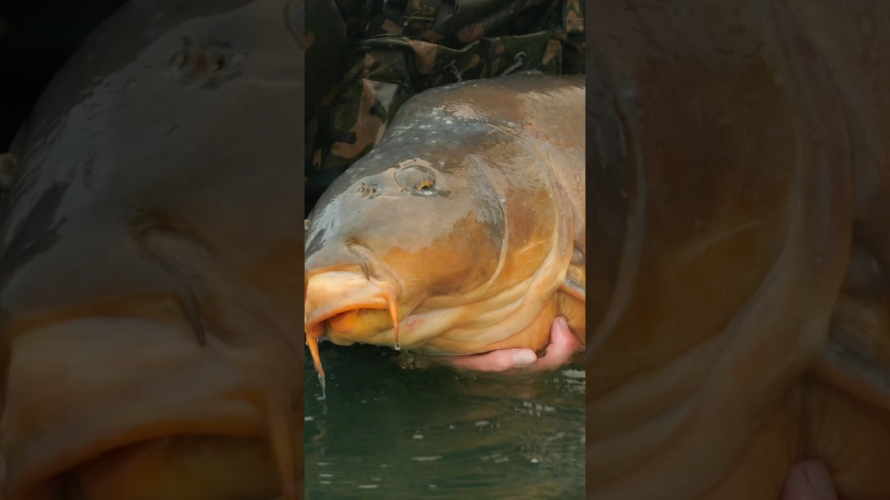 Epic Carp in our New Film 😱🐋
