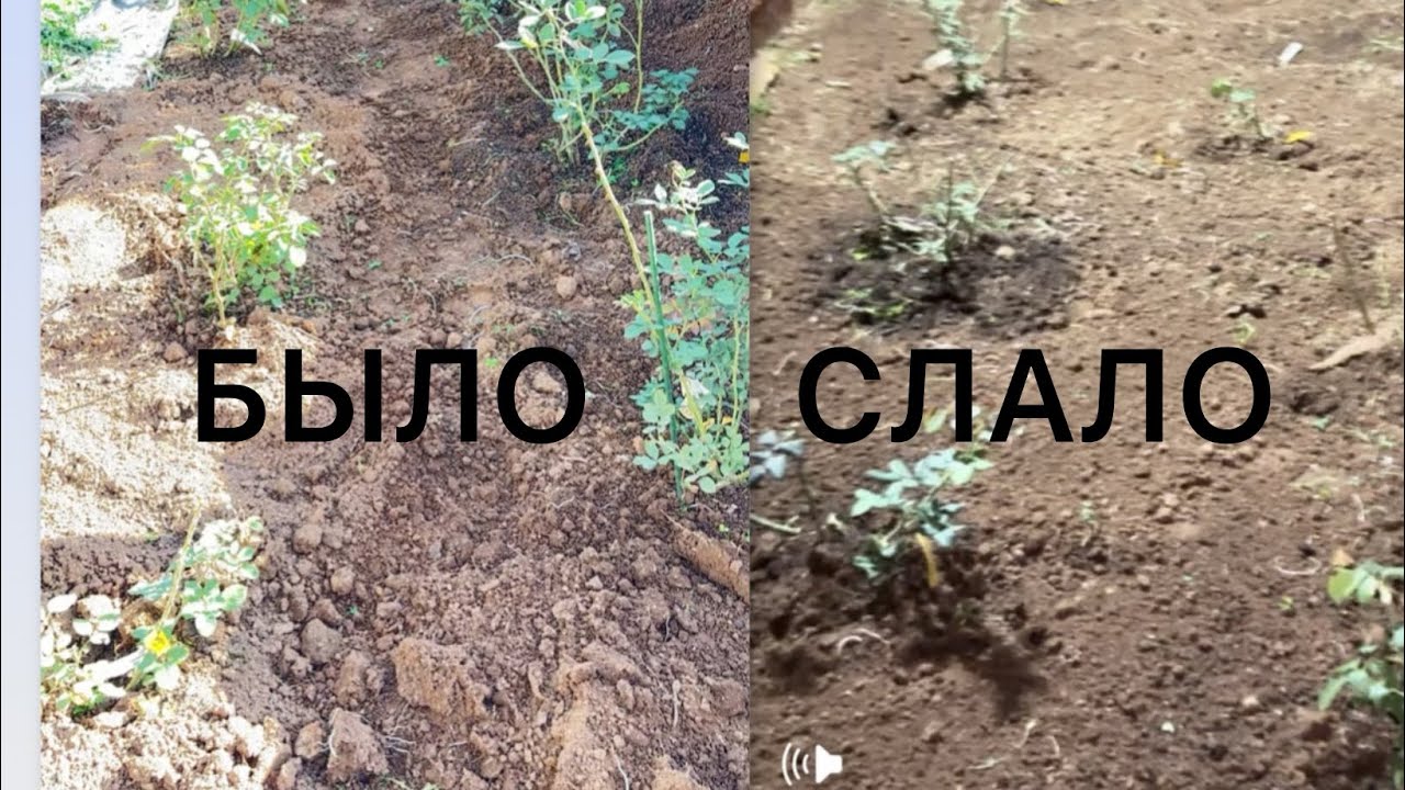 13/11/25🌹✅Мой огород✅🌹
