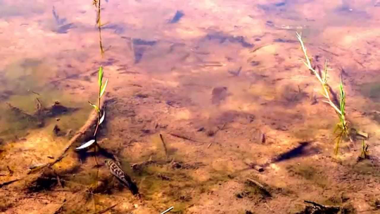 Cuidado parental na Ictiofauna