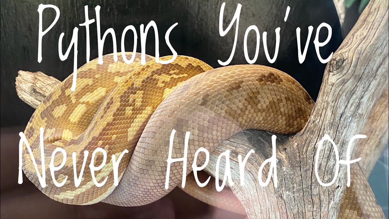 Pythons You’ve Never Heard Of