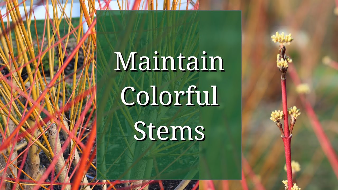Maintain Colorful Stems: Willow and Dogwood