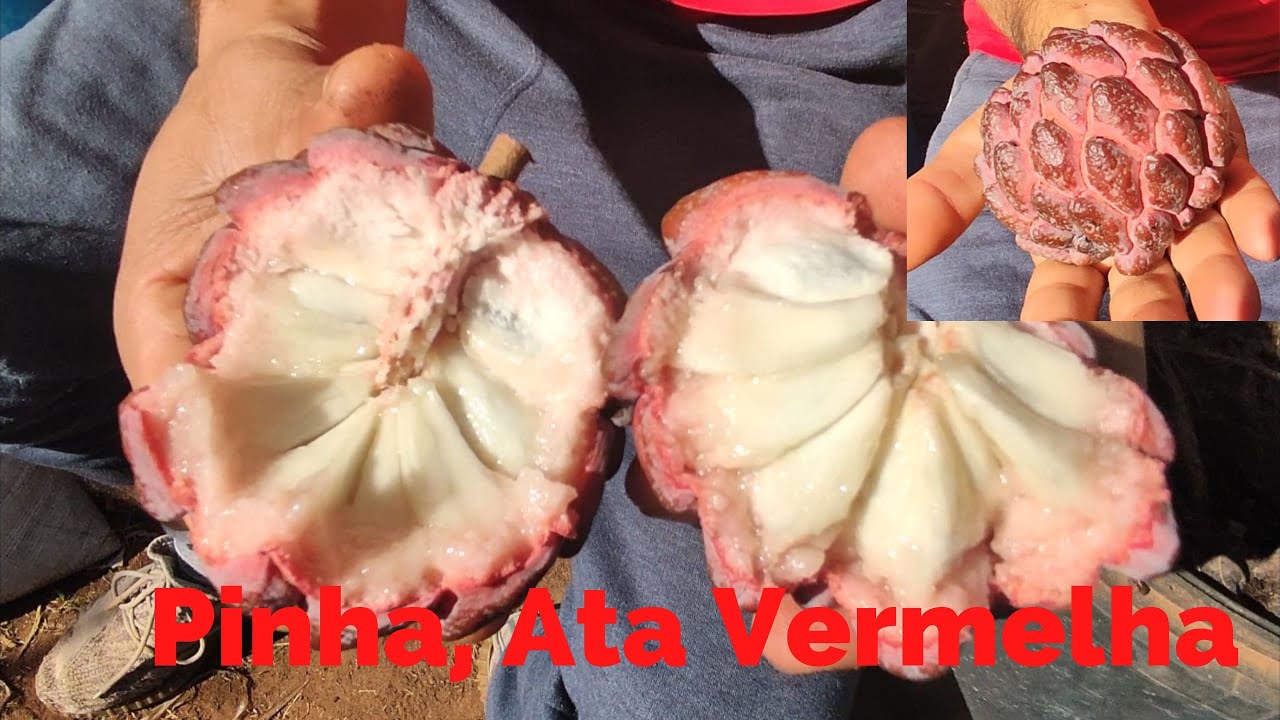 Pinha Vermelha ou Pinha Roxa | Ata | Atemoia (Atualização) #annonas #fruits
