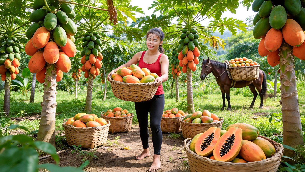 Harvesting 3 Tons of Papaya & Selling at Market | Buying a Male Wild Boar for Breeding