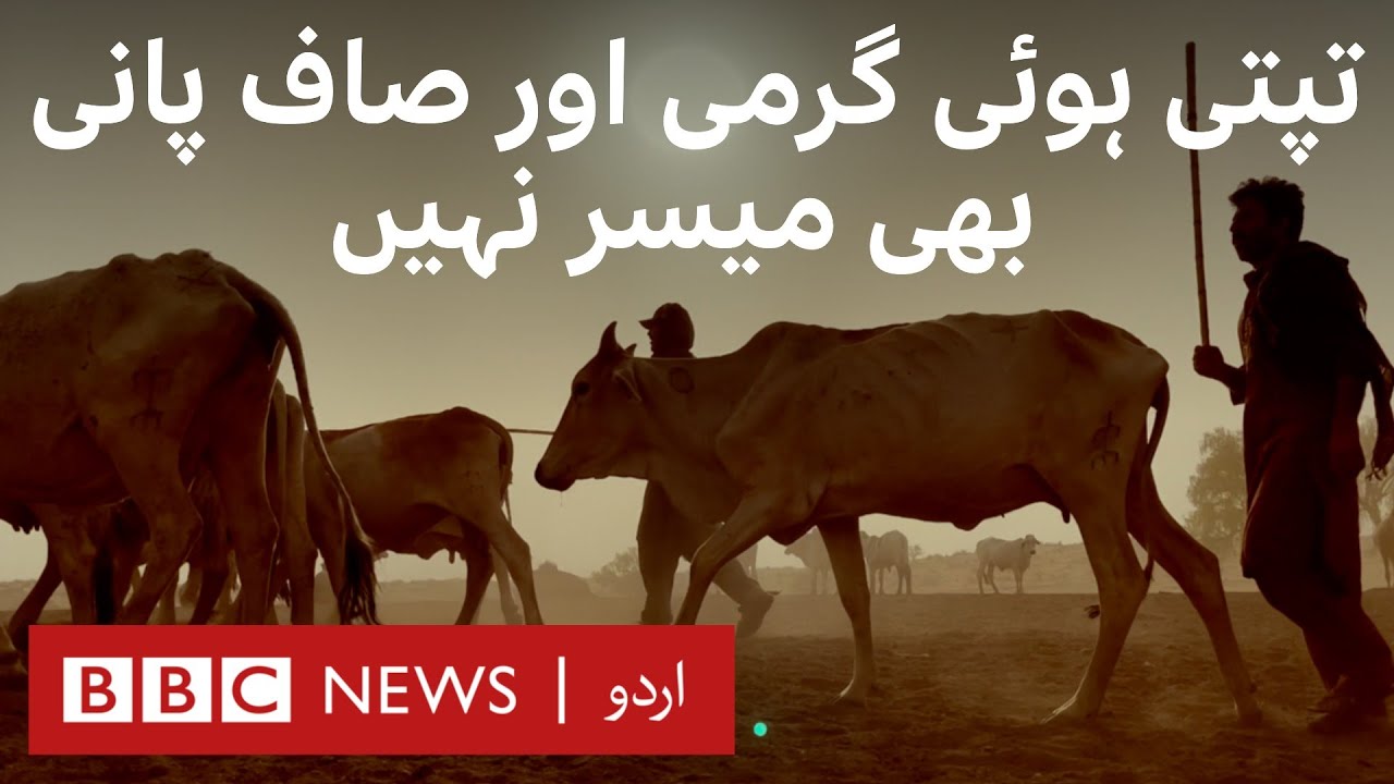 Cholistan: Surviving the heatwave without water | BBC Mini Documentary - BBC URDU