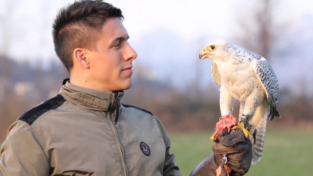 FALCONERIA MAESTRA PRESENTA BECCATE DI FALCONERIA