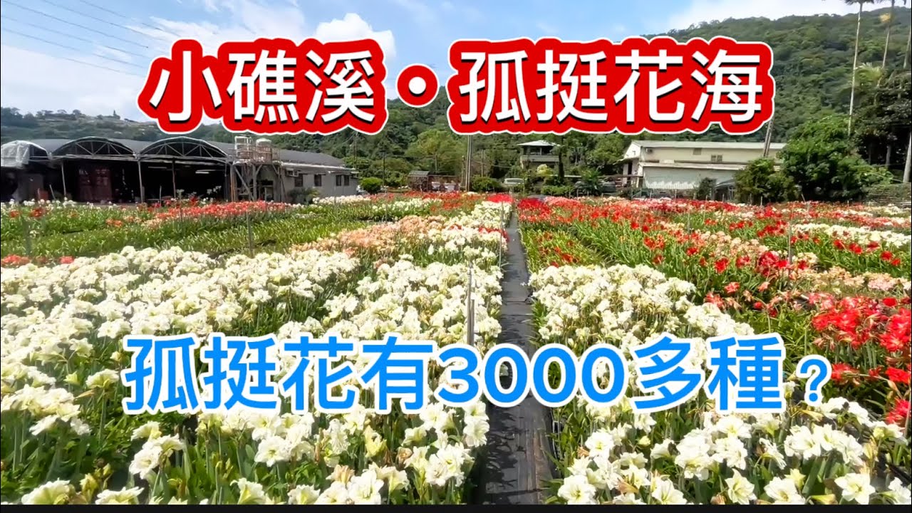2025小礁溪孤挺花海-孤挺花品種有3000多種？#賞花景點#旅遊景點推薦